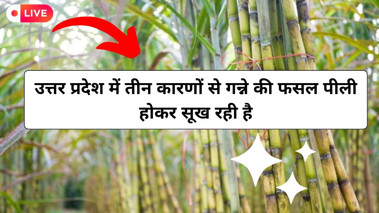 Sugarcane Farming:उत्तर प्रदेश में तीन कारणों से गन्ने की फसल पीली होकर सूख रही है, कृषि विभाग ने बताए उपाय