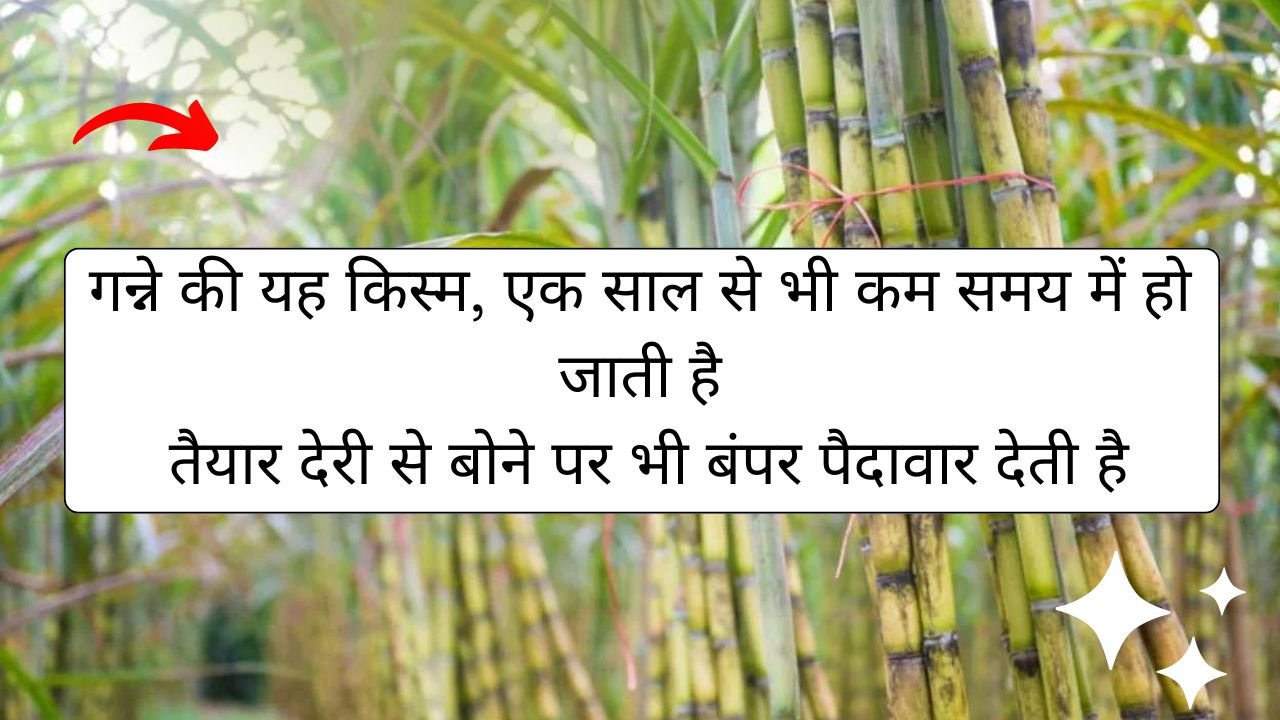 गन्ने की यह किस्म, एक साल से भी कम समय में हो जाती है तैयार देरी से बोने पर भी बंपर पैदावार देती है