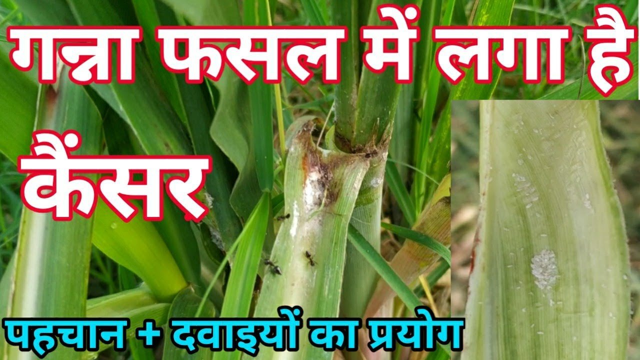 Sugarcane Cancer