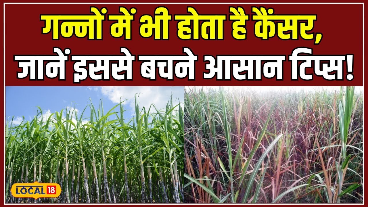 Sugarcane Cancer गन्ने को कैंसर होने से रोकें, जानिए कैसे करें ?